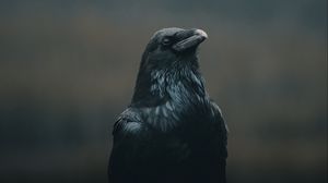 Превью обои ворона, птица, черный, темный