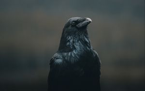 Превью обои ворона, птица, черный, темный
