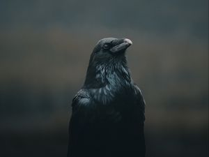 Превью обои ворона, птица, черный, темный