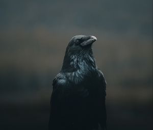 Превью обои ворона, птица, черный, темный
