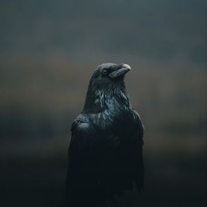 Превью обои ворона, птица, черный, темный