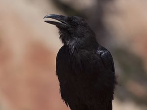 Превью обои ворона, птица, клюв, черный, размытие