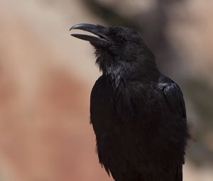 Превью обои ворона, птица, клюв, черный, размытие