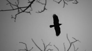 Превью обои ворона, птица, крылья, полет, ветки, темный