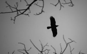Превью обои ворона, птица, крылья, полет, ветки, темный