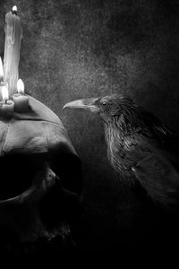 Превью обои ворона, птица, рисунок, череп, свеча