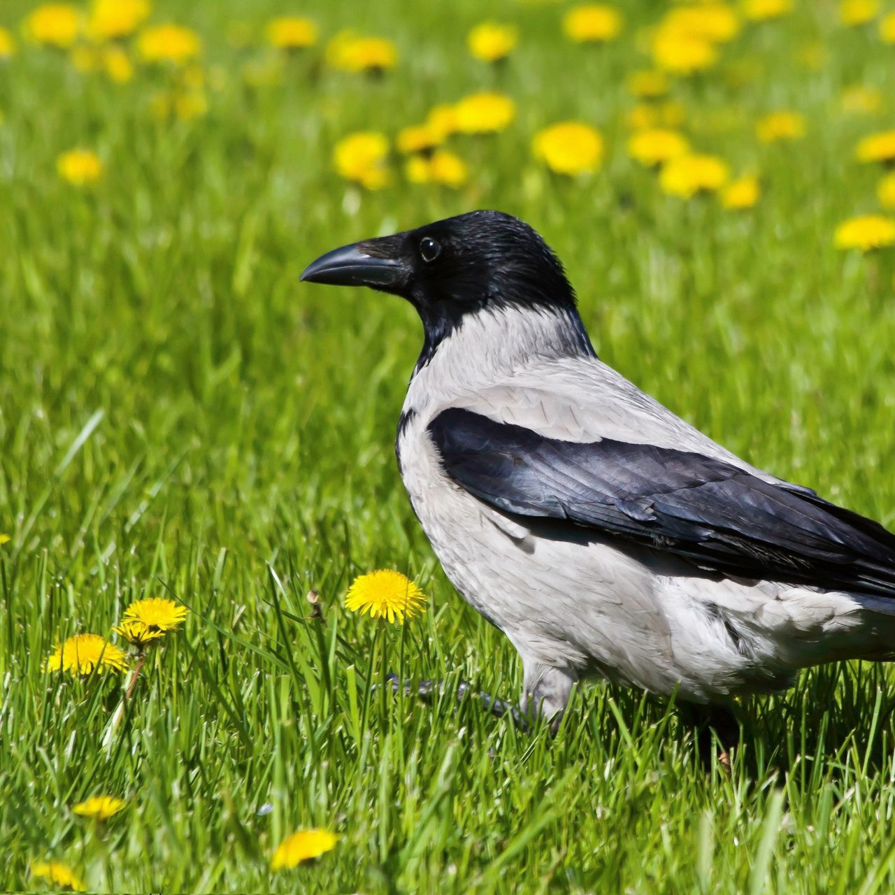 Well crow. Ворона птица. Картина птицы.