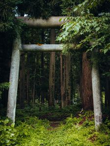 Превью обои ворота, столбы, лес, природа, листья