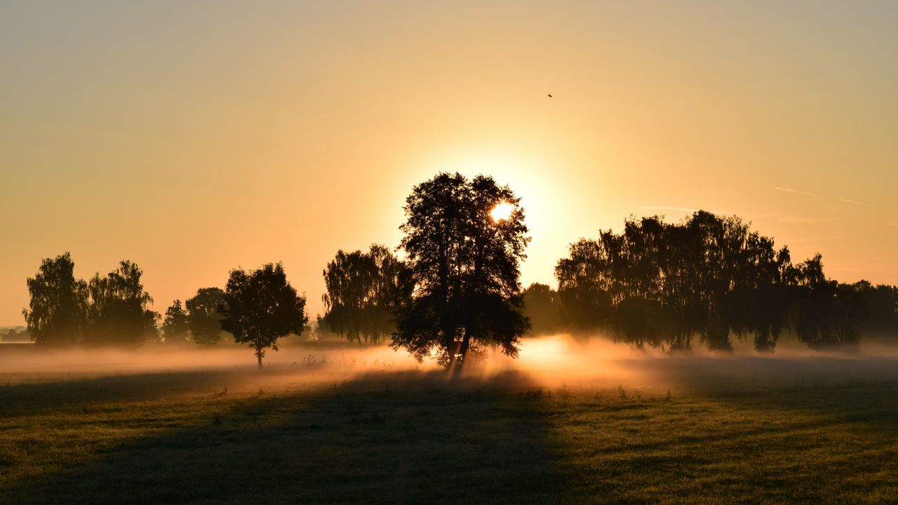 Обои восход, туман, деревья, рассвет, утро