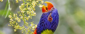 Превью обои воскоклювый попугай, попугай, клюв, яркий, птица, цветы