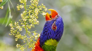 Превью обои воскоклювый попугай, попугай, клюв, яркий, птица, цветы