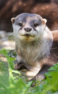 Превью обои выдра, листья, животное, милый, хищник