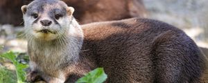 Превью обои выдра, листья, животное, милый, хищник