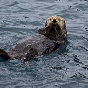 Превью обои выдра, вода, плавать, мокрый