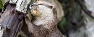 Превью обои выдра, животное, бревно, мордочка, профиль, объятия, отдых