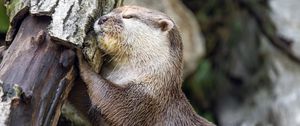 Превью обои выдра, животное, бревно, мордочка, профиль, объятия, отдых