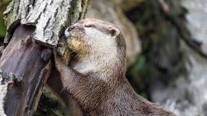 Превью обои выдра, животное, бревно, мордочка, профиль, объятия, отдых