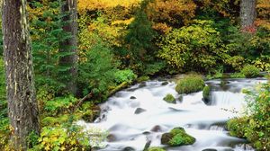 Превью обои willamette national forest, oregon, лес, деревья, осень, река, камни