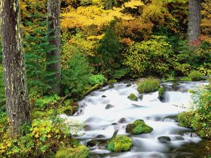 Превью обои willamette national forest, oregon, лес, деревья, осень, река, камни