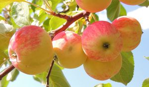 Превью обои яблоки, ветка, листья, фон