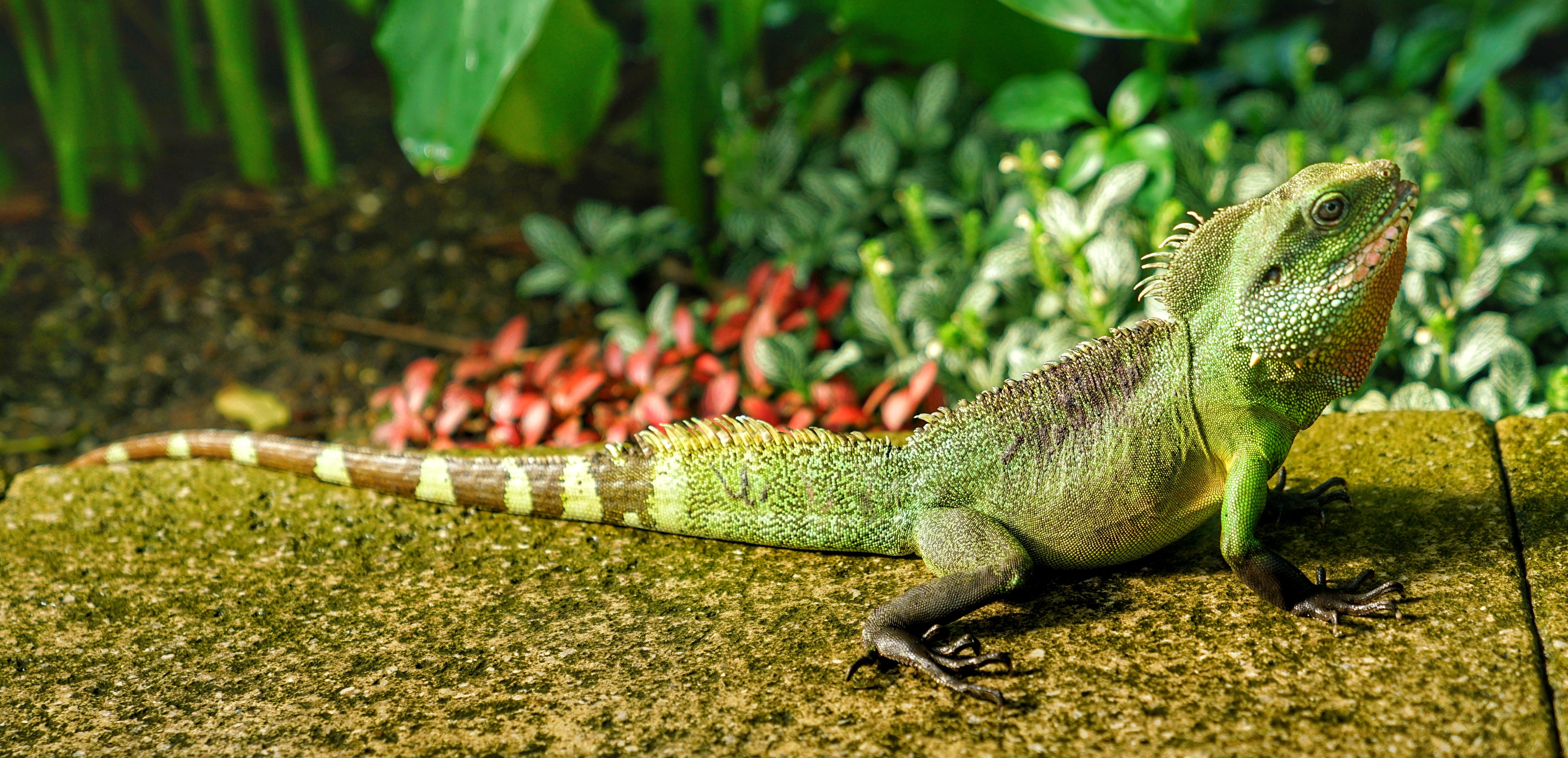 Королевская ящерица