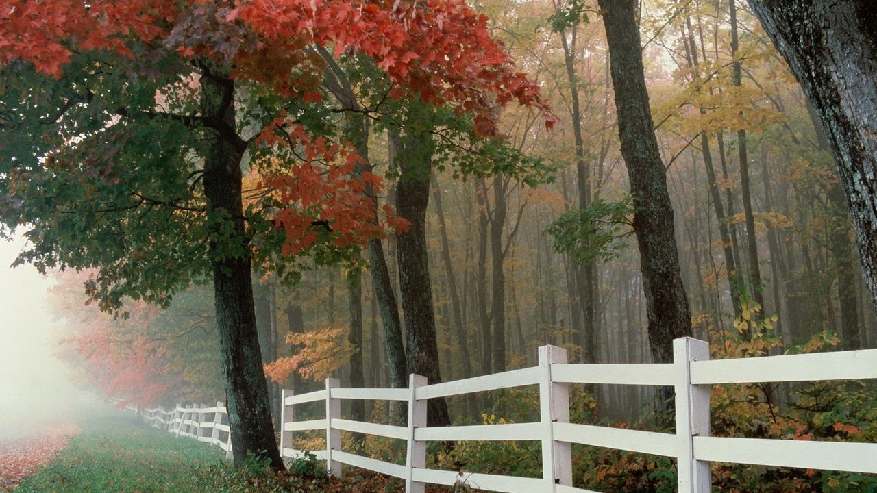 Обои забор, деревья, туман, осень, листья