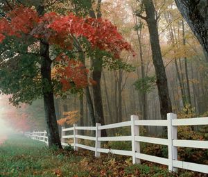 Превью обои забор, деревья, туман, осень, листья