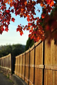 Превью обои забор, дерево, листья, осень