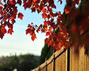 Превью обои забор, дерево, листья, осень