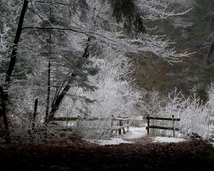 Превью обои забор, лес, зима, снег, вечер, иней, листья