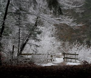 Превью обои забор, лес, зима, снег, вечер, иней, листья