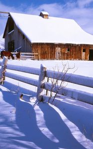 Превью обои забор, снег, лошади, ферма