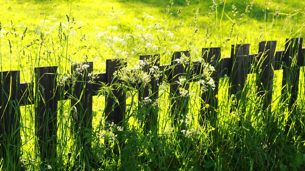 Обои забор, трава, поле, зеленый