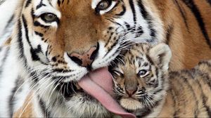 Превью обои забота, ласка, тигр, тигрёнок, язык
