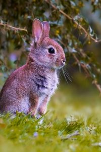 Превью обои заяц, детеныш, животное, милый, дикая природа