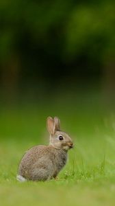 Превью обои заяц, кролик, трава