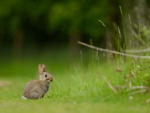 Превью обои заяц, кролик, трава