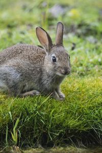 Превью обои заяц, кролик, трава, взгляд, река