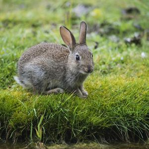 Превью обои заяц, кролик, трава, взгляд, река