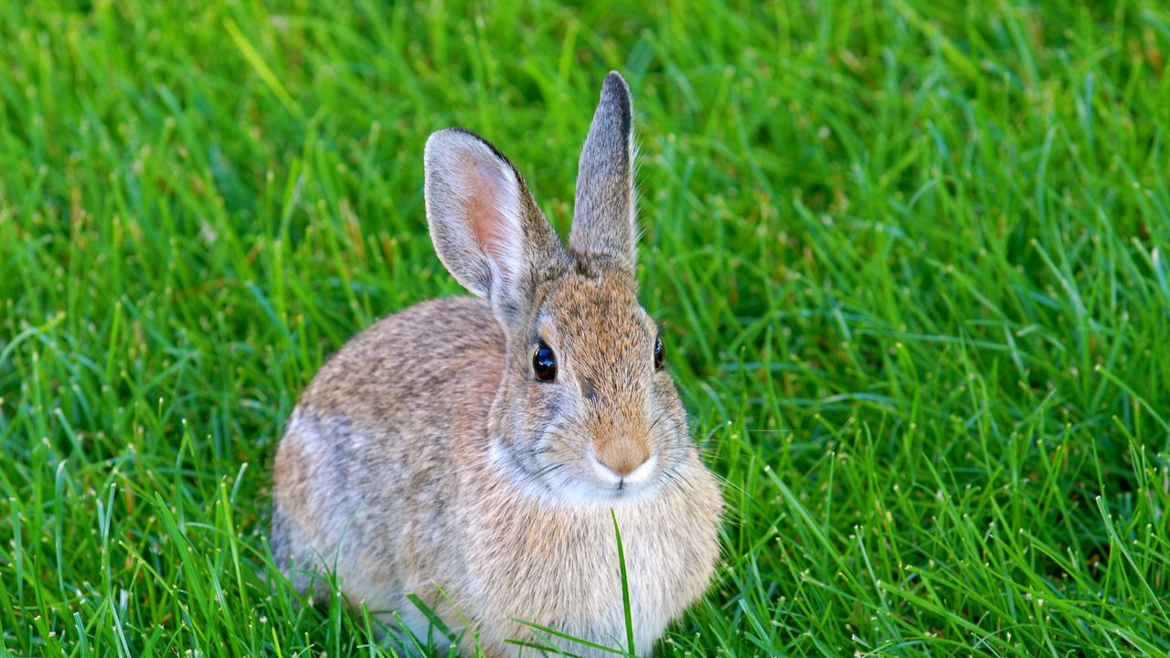 Обои заяц, кролик, животное, трава