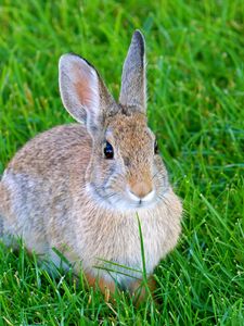 Превью обои заяц, кролик, животное, трава