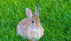 Превью обои заяц, кролик, животное, трава