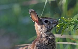 Превью обои заяц, кролик, животное, трава, профиль