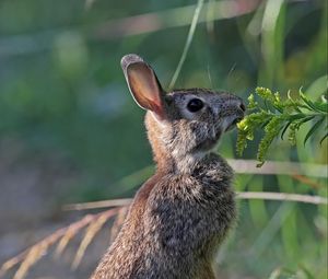 Превью обои заяц, кролик, животное, трава, профиль