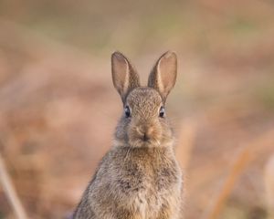 Превью обои заяц, милый, забавный, животное, дикая природа