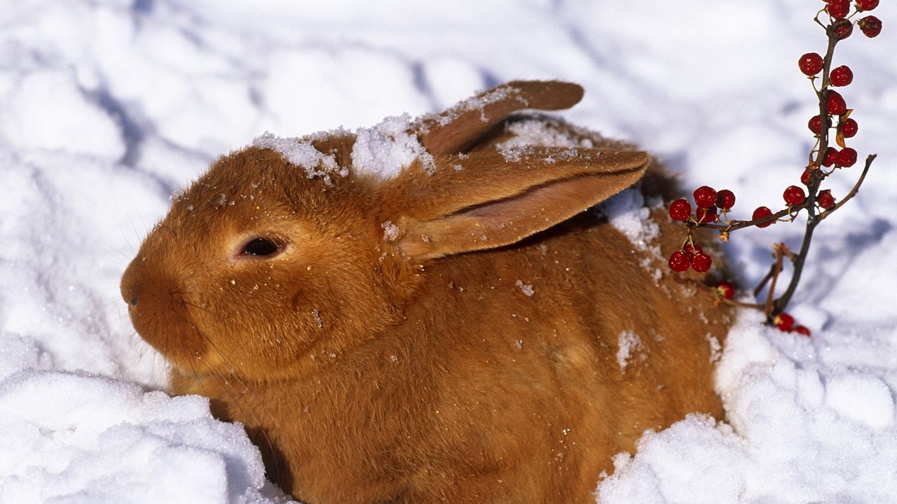 Обои заяц, снег, холод, прятаться