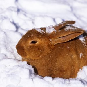 Превью обои заяц, снег, холод, прятаться