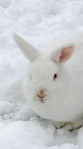 Превью обои заяц, снег, зима, окрас, маскировка