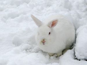 Превью обои заяц, снег, зима, окрас, маскировка