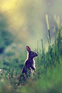 Превью обои заяц, трава, блики, даль, солнечный свет